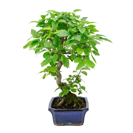 Malus halliana blue rectangular pot 24cm, height ~45cm