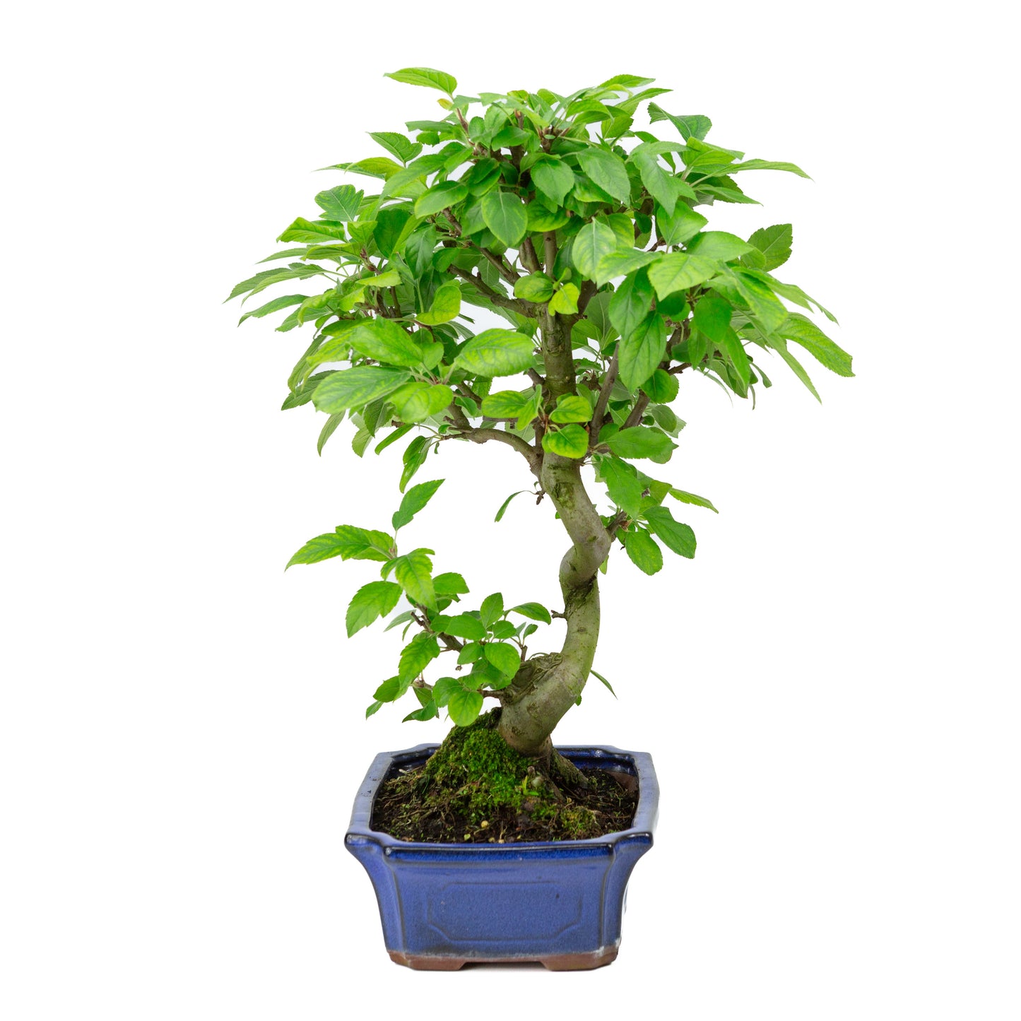 Malus halliana blue rectangular pot 24cm, height ~45cm