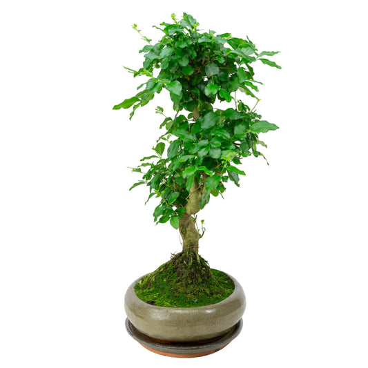 Ligustrum sinensis Bonsai in green pot 29cm, height ~45cm