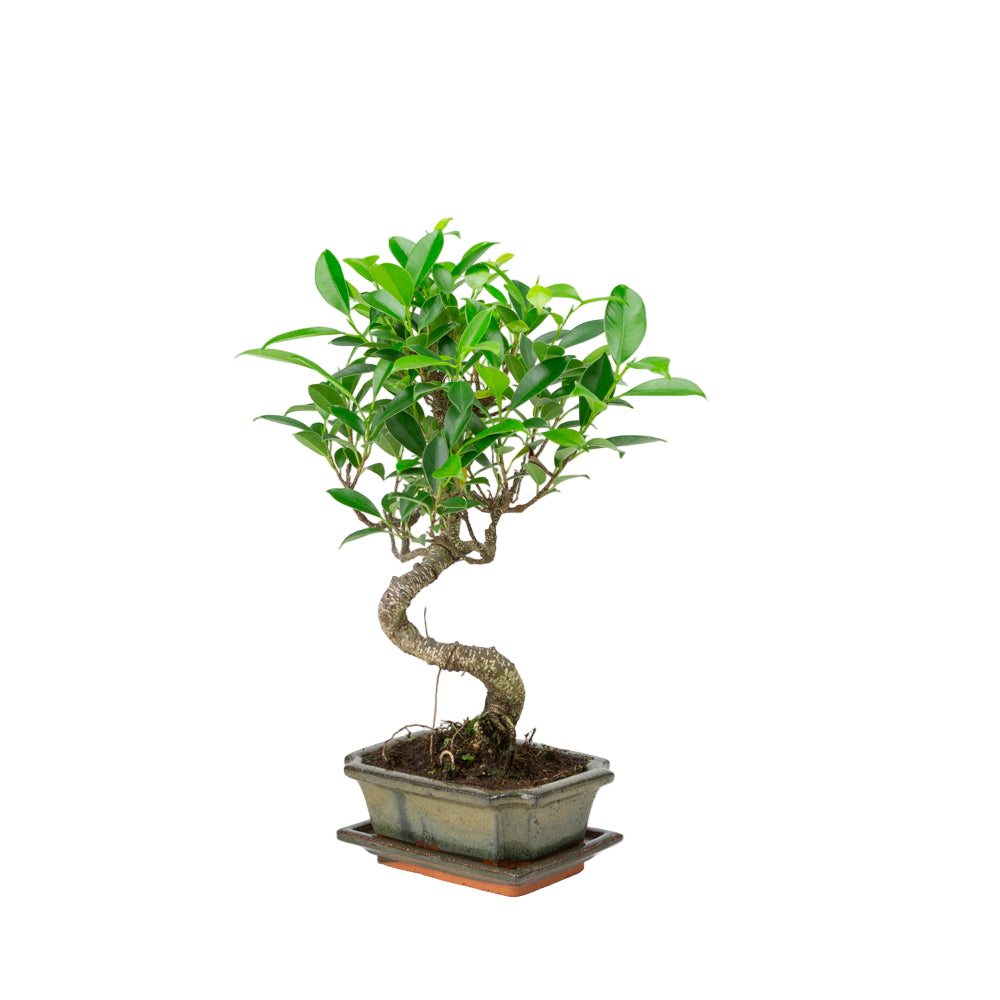 Ficus retusa Bonsai in green pot 15cm, height ~30cm