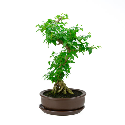 Ligustrum ovalifolium Bonsai in green pot 16cm, height ~32cm