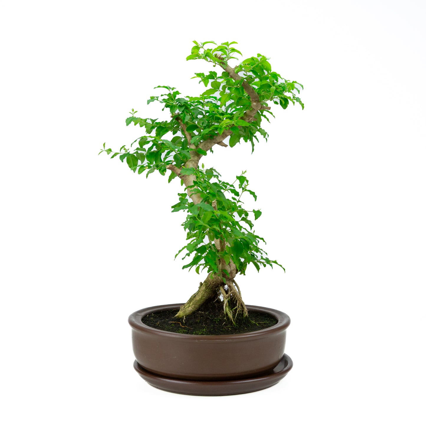 Ligustrum ovalifolium Bonsai in green pot 16cm, height ~32cm