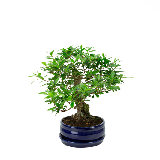 Buxus harlandii Bonsai in green pot 26cm, height ~46cm
