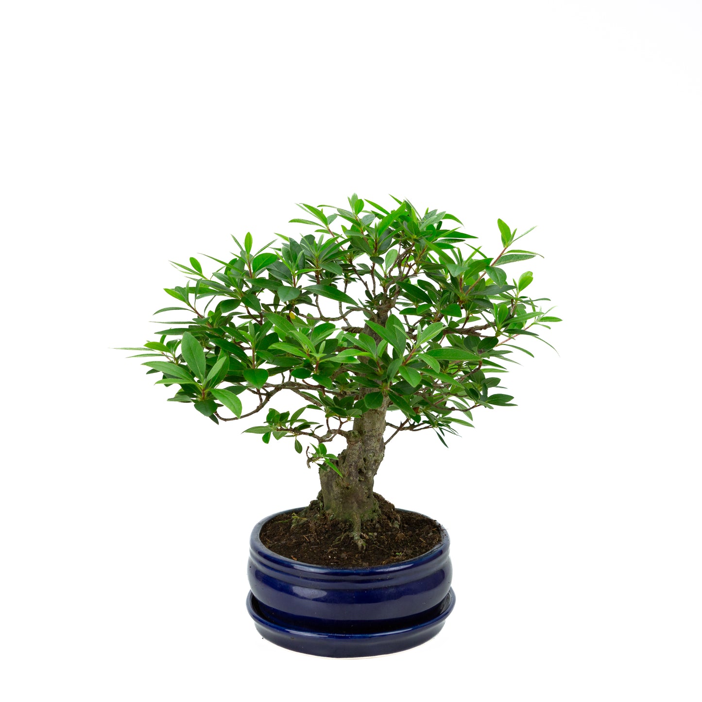 Buxus harlandii Bonsai in green pot 26cm, height ~46cm
