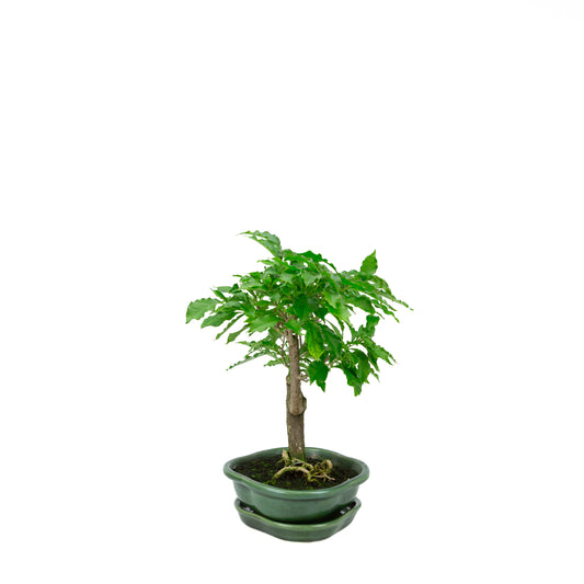 Bougainvillea glabra, height ~28cm