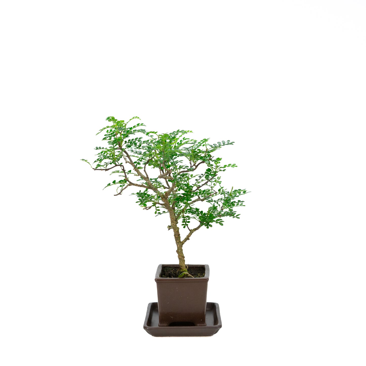 Zanthoxylum piperitum (pepper tree), height ~37cm