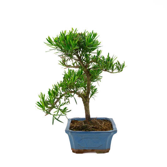 Podocarpus macrophylla blue pot 30cm, height ~45cm