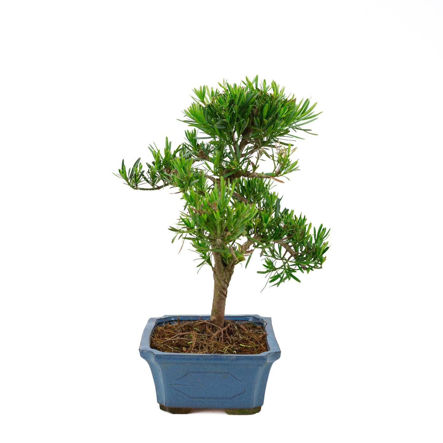 Podocarpus macrophylla blue pot 30cm, height ~45cm