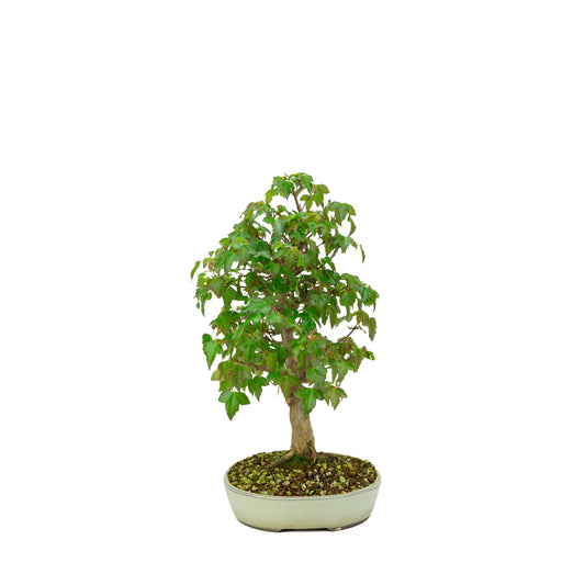 Outdoor Bonsai Acer buergerianum cream oval pot 25cm, height ~36cm