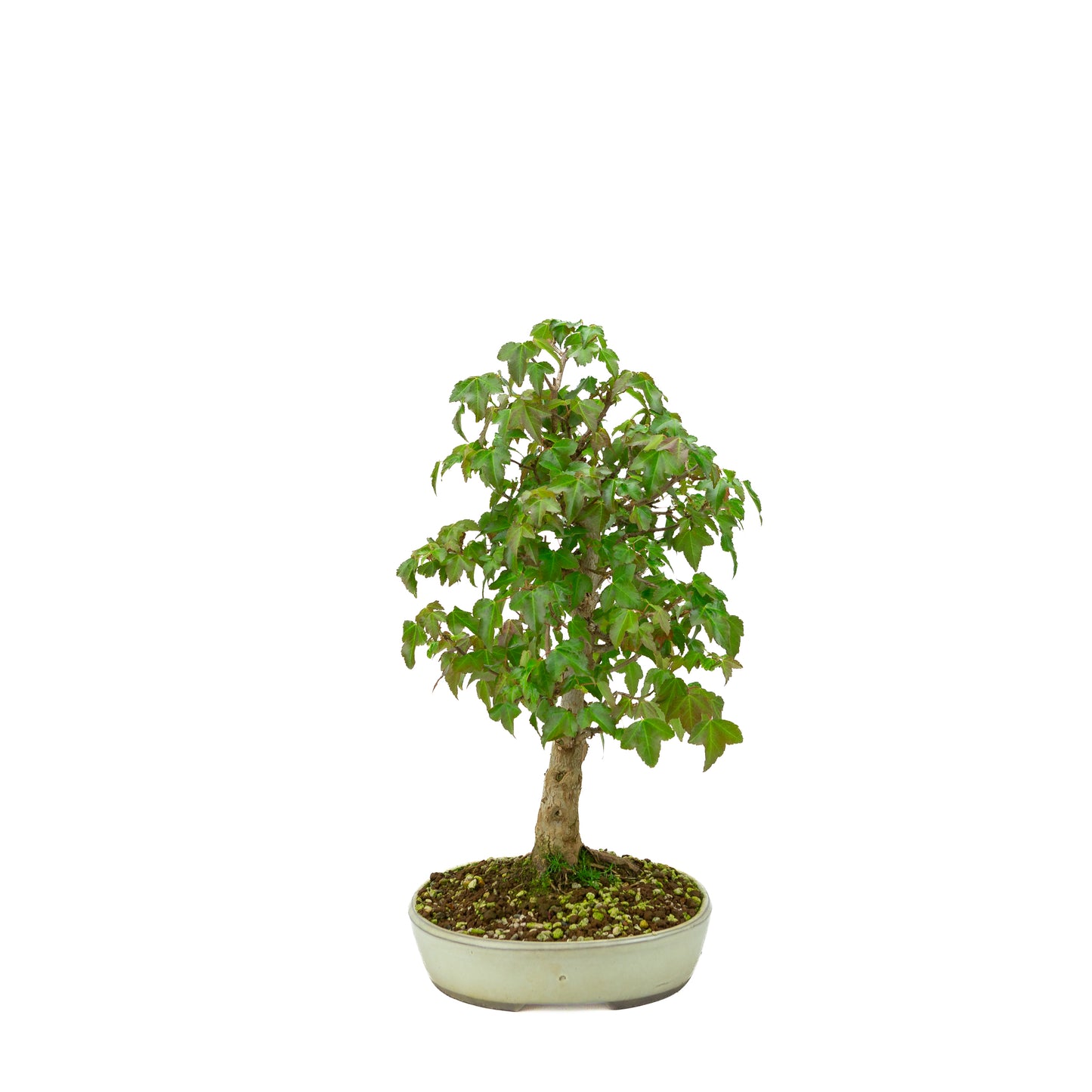 Outdoor Bonsai Acer buergerianum cream oval pot 25cm, height ~36cm