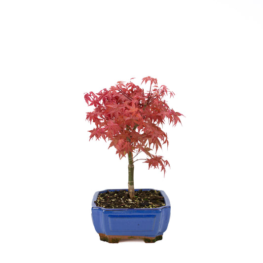 Acer palmatum 'Beni Maiko'
