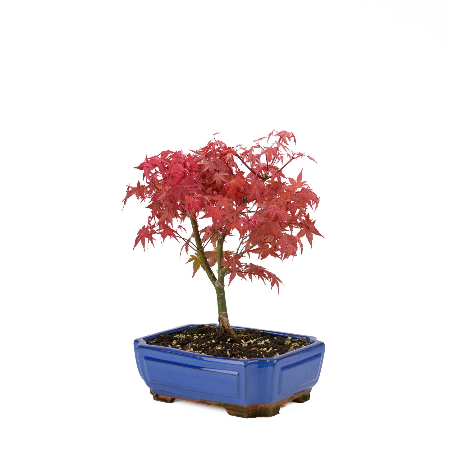 Acer palmatum 'Beni Maiko'