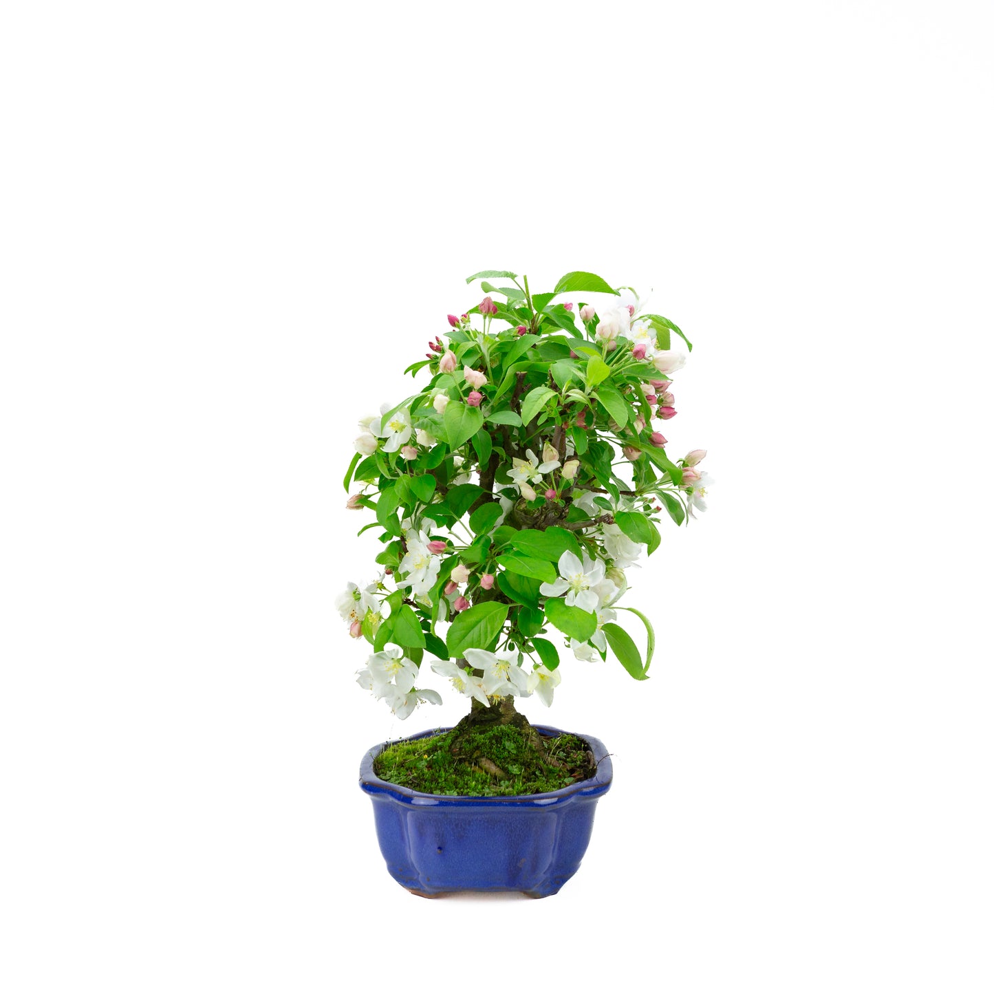 Malus halliana cream rectangular pot 16cm, height ~34cm