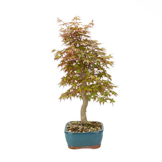 Acer palmatum (Japanese maple), height ~38cm