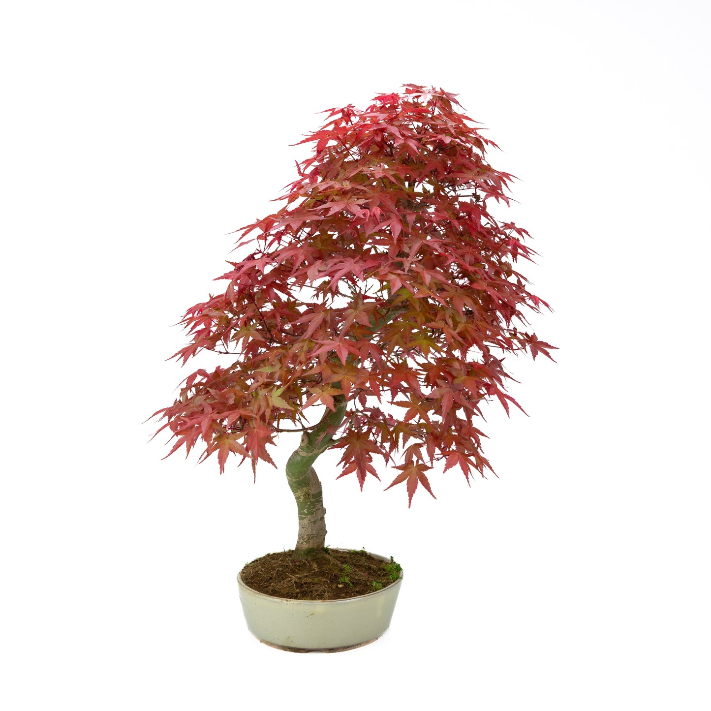 Acer palmatum (Japanese maple), height ~44 cm
