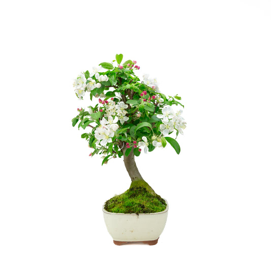 Malus halliana cream rectangular pot 16cm, height ~34cm