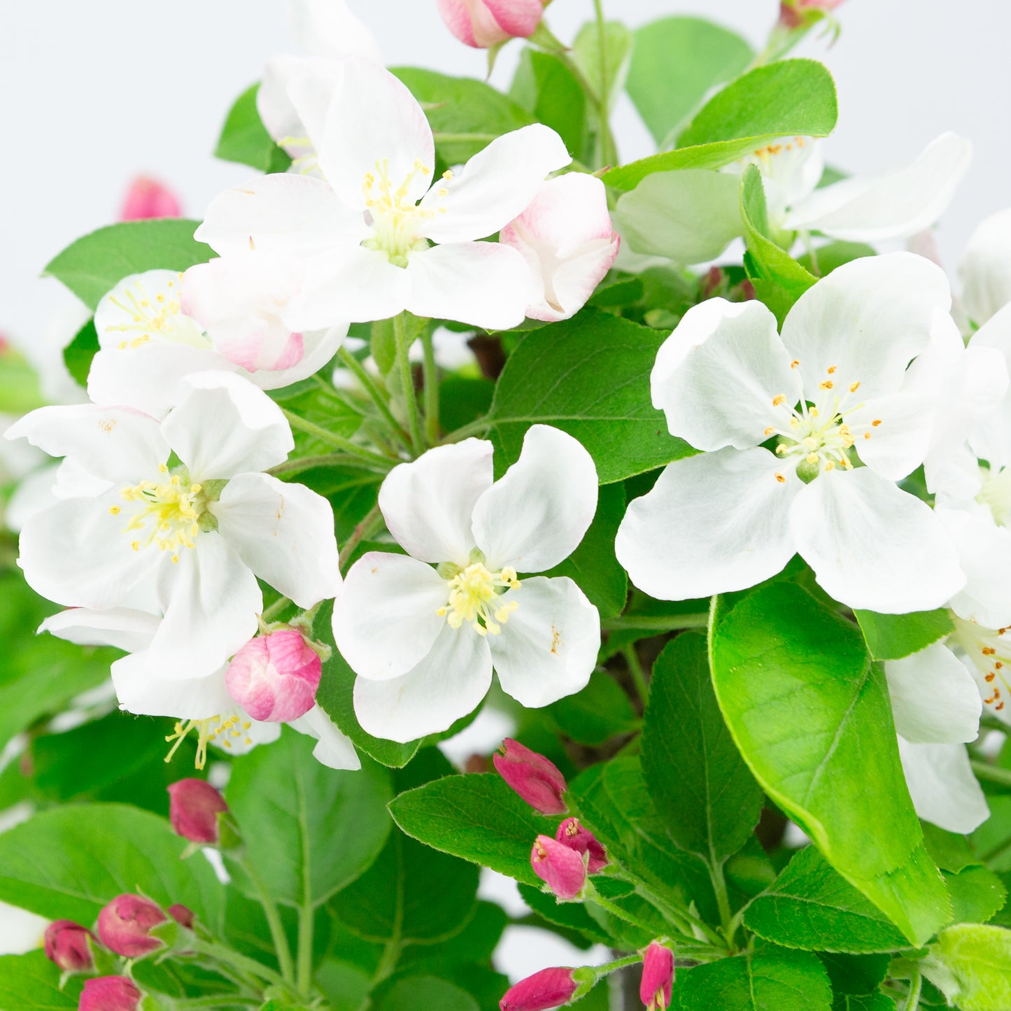 Malus halliana cream rectangular pot 16cm, height ~34cm