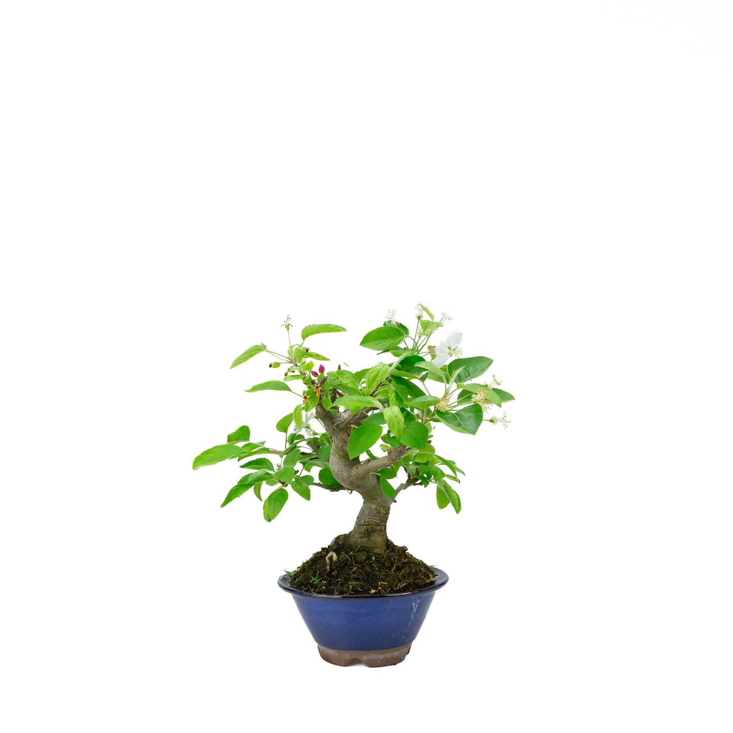 Malus halliana cream rectangular pot 16cm, height ~34cm