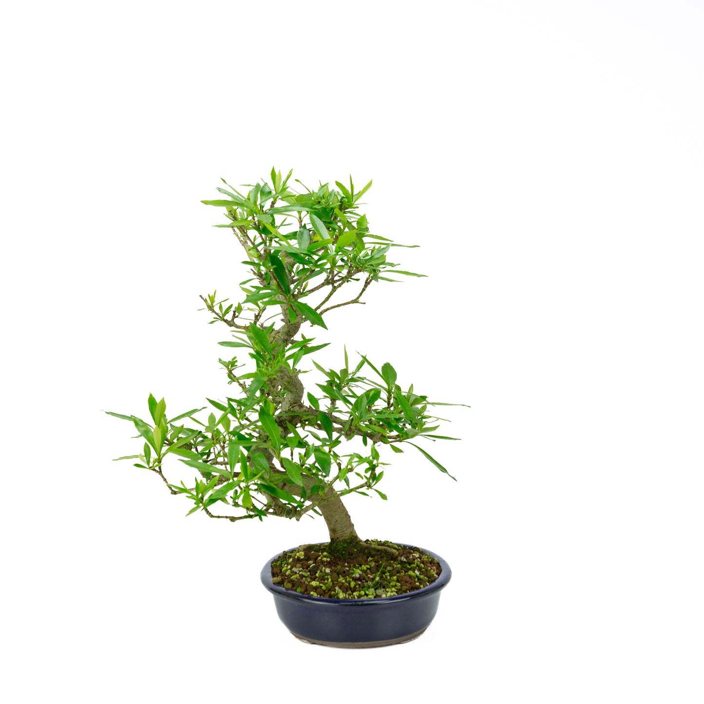 Gardenia blue Mokko pot 20cm, height ~37cm