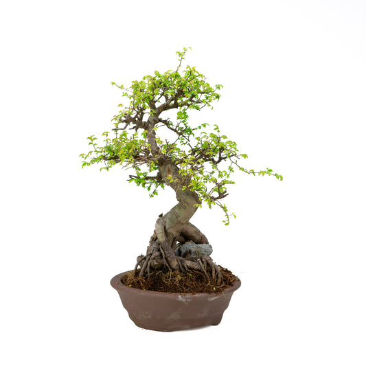 Zelkova Bonsai with stone in cream pot 22cm, height ~36cm