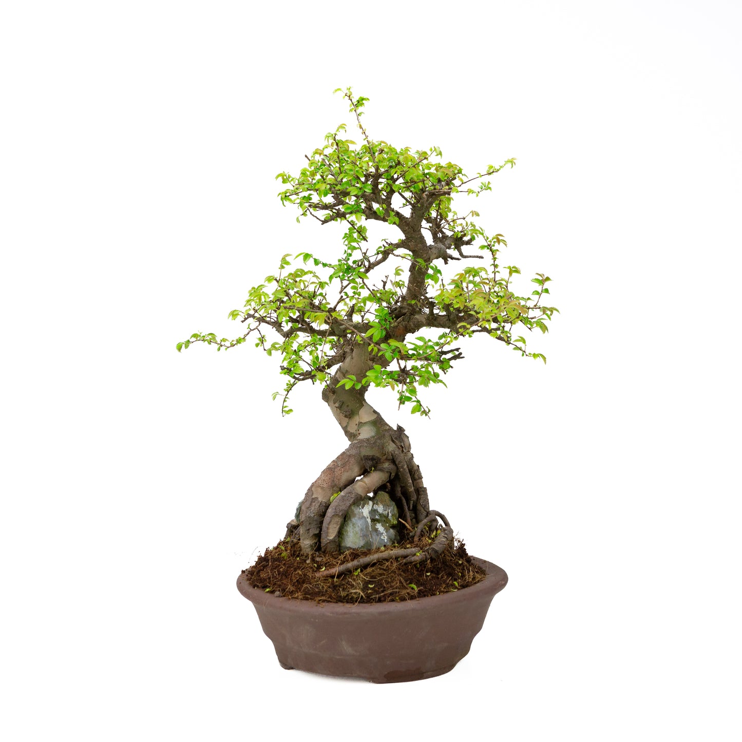 Zelkova Bonsai with stone in cream pot 22cm, height ~36cm