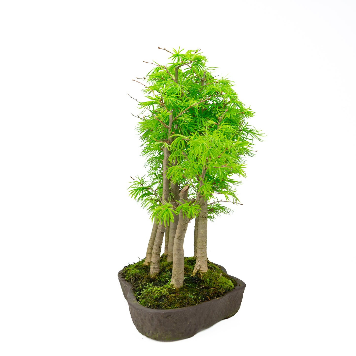 Pseudolarix amabilis forest brown oval pot 43cm, height ~56cm