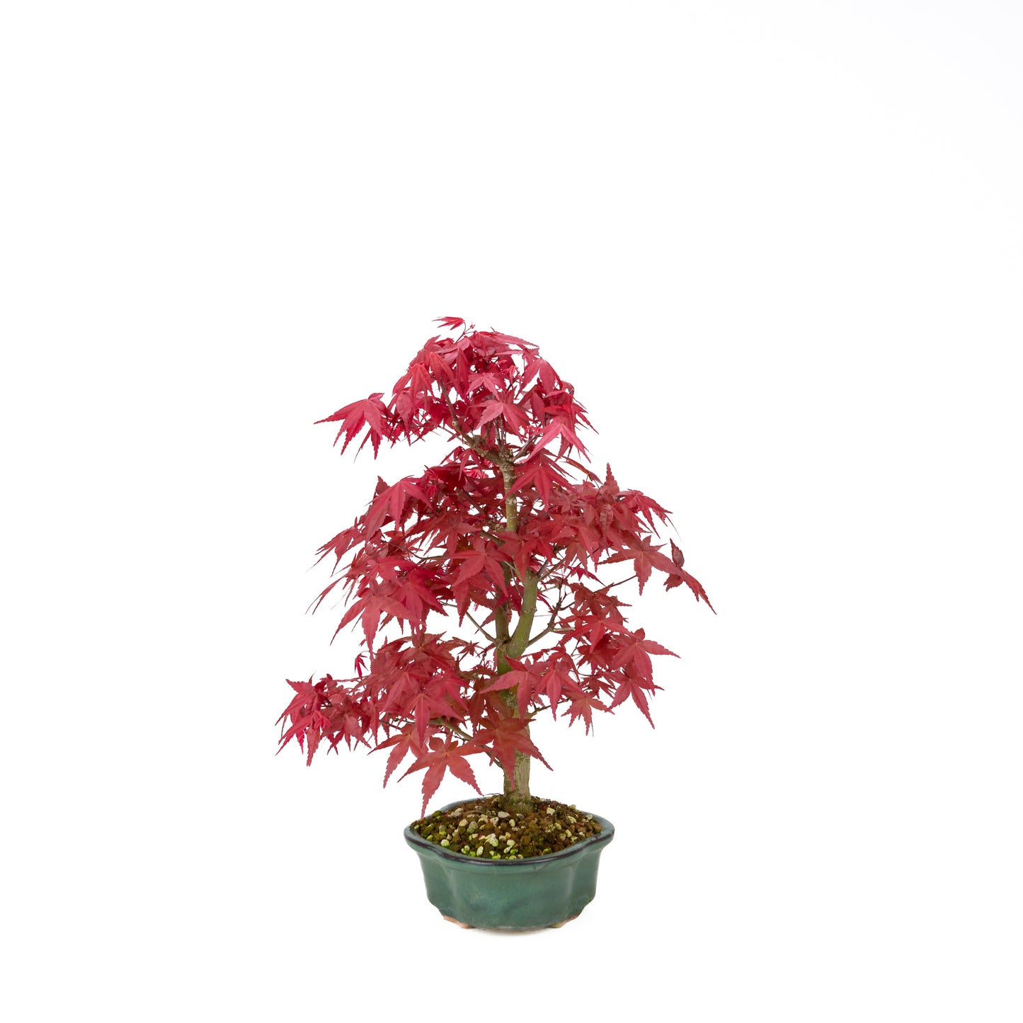 Acer palmatum Deshojo cream rectangular pot 21cm, height ~52cm
