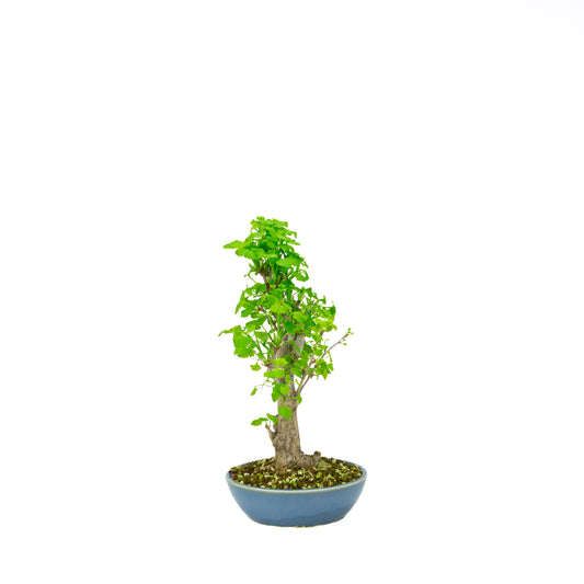 Ginkgo biloba cream round pot 20cm, height ~50cm