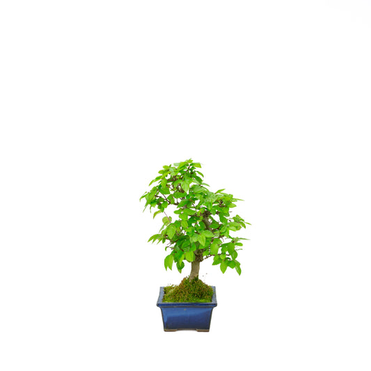 Carpinus coreana blue rectangular pot 21cm, height ~35cm