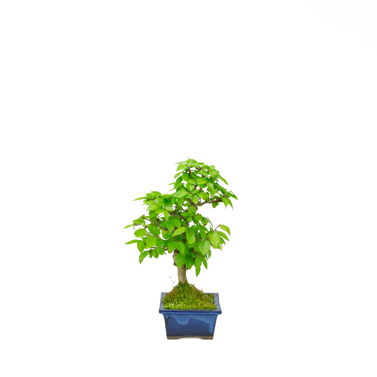 Carpinus coreana blue rectangular pot 21cm, height ~35cm
