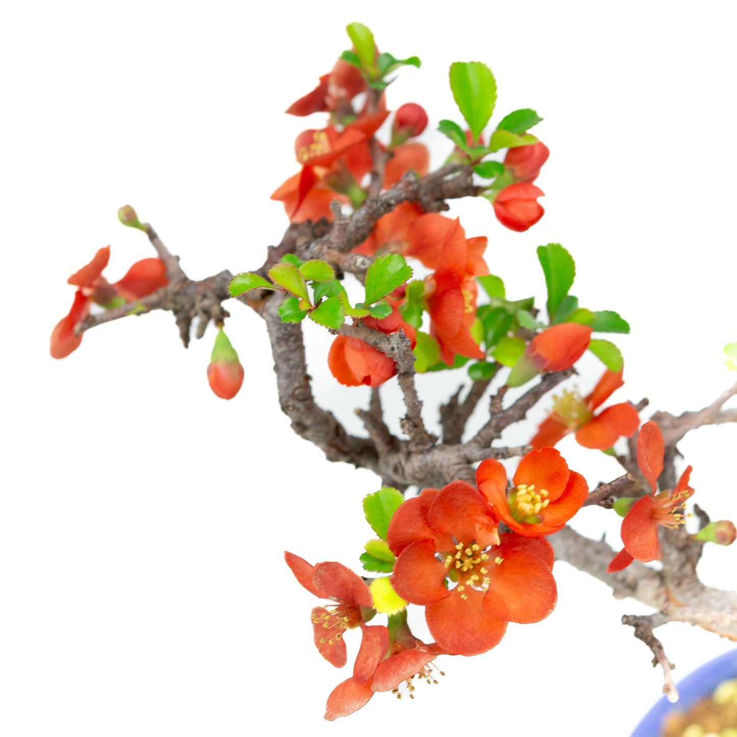 Chaenomeles speciosa (Japanese Quince), height ~39cm