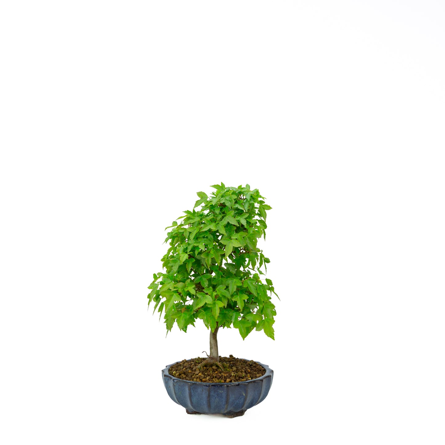 Acer buergerianum with stone brown round pot 20cm, height ~31cm