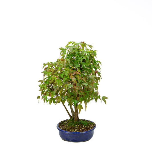 Acer buergerianum with stone brown round pot 20cm, height ~31cm