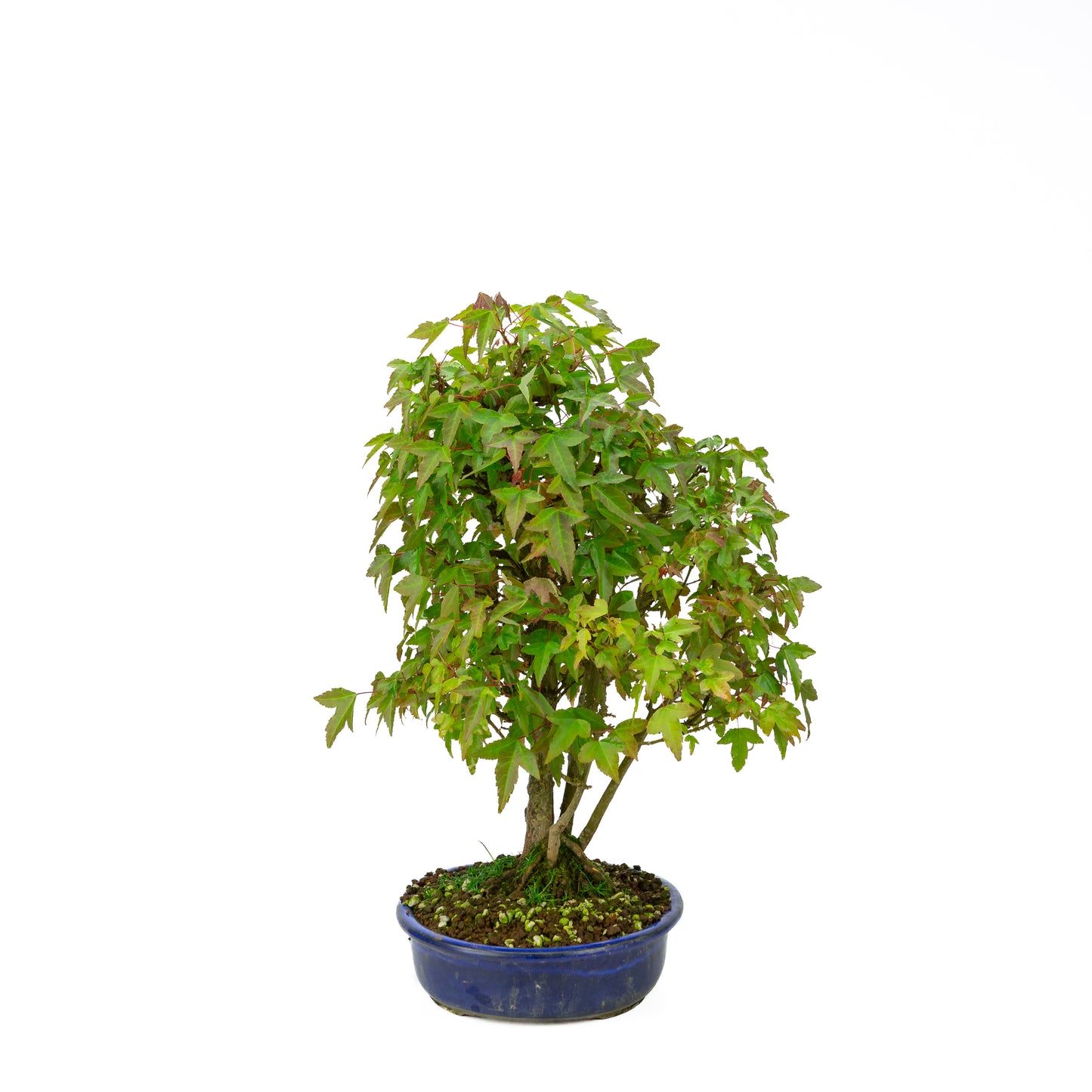 Acer buergerianum with stone brown round pot 20cm, height ~31cm