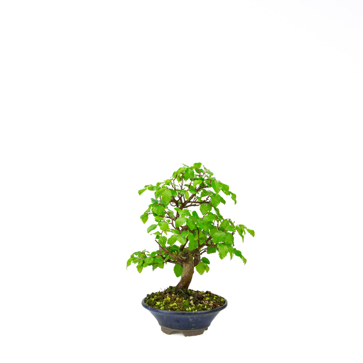 Carpinus coreana blue rectangular pot 21cm, height ~35cm