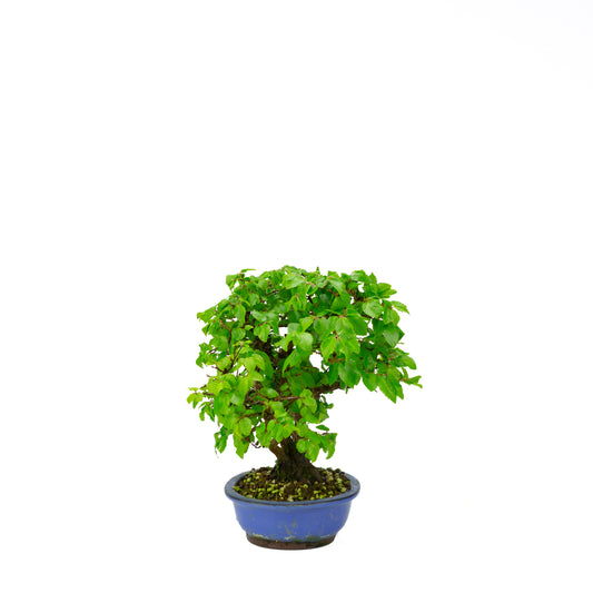 Carpinus coreana blue rectangular pot 21cm, height ~35cm