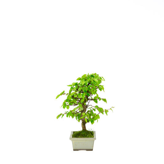 Carpinus coreana blue rectangular pot 21cm, height ~35cm