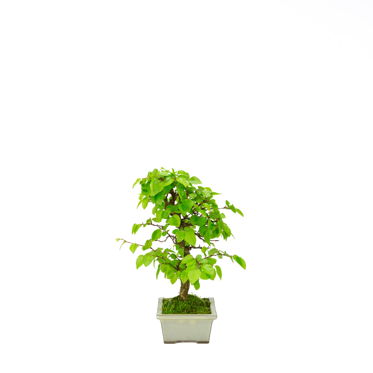 Carpinus coreana blue rectangular pot 21cm, height ~35cm
