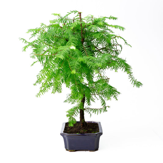 Metasequoia glyptostroboides pot 24cm, height ~53cm