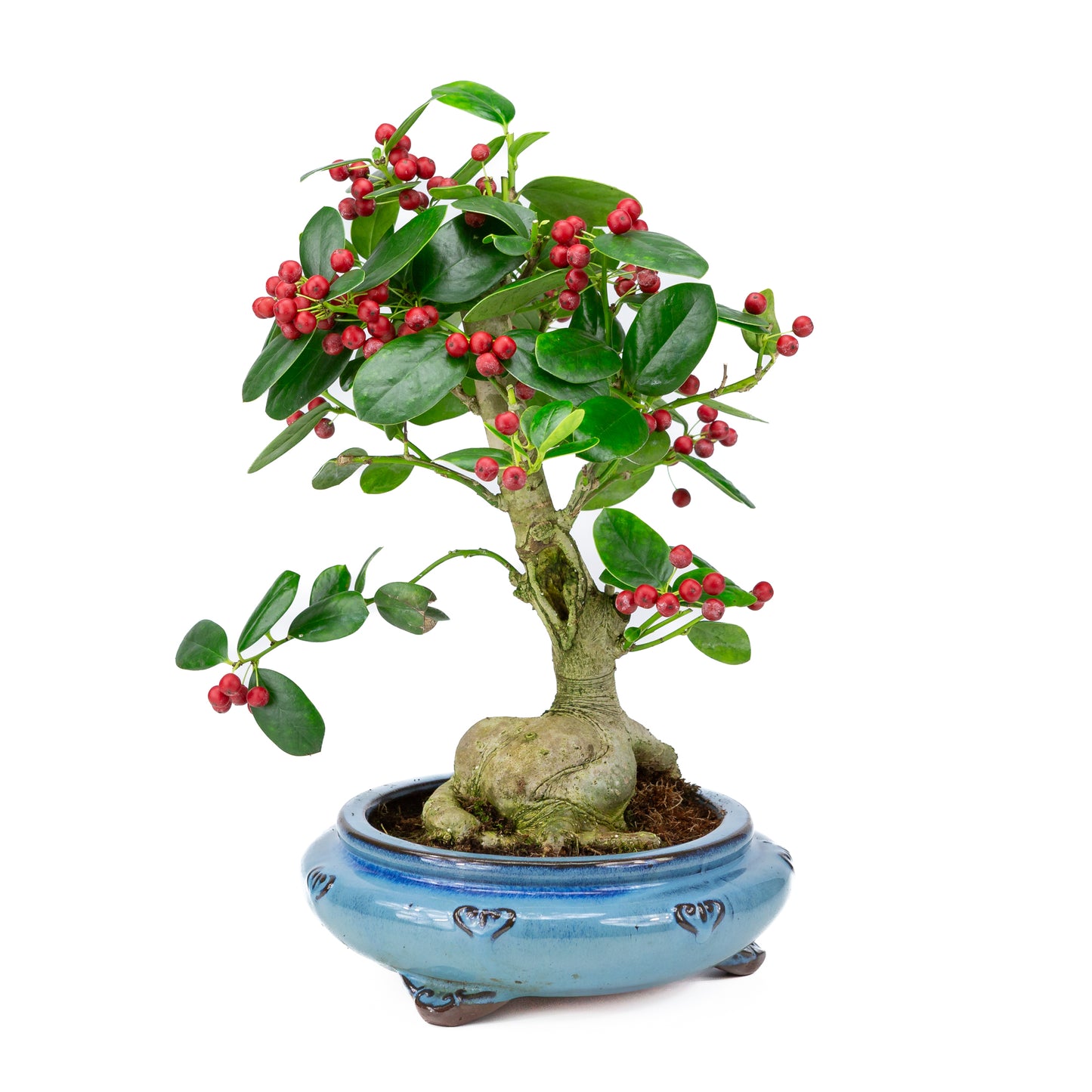 Ilex fortunei blue round pot 23cm, height ~37cm