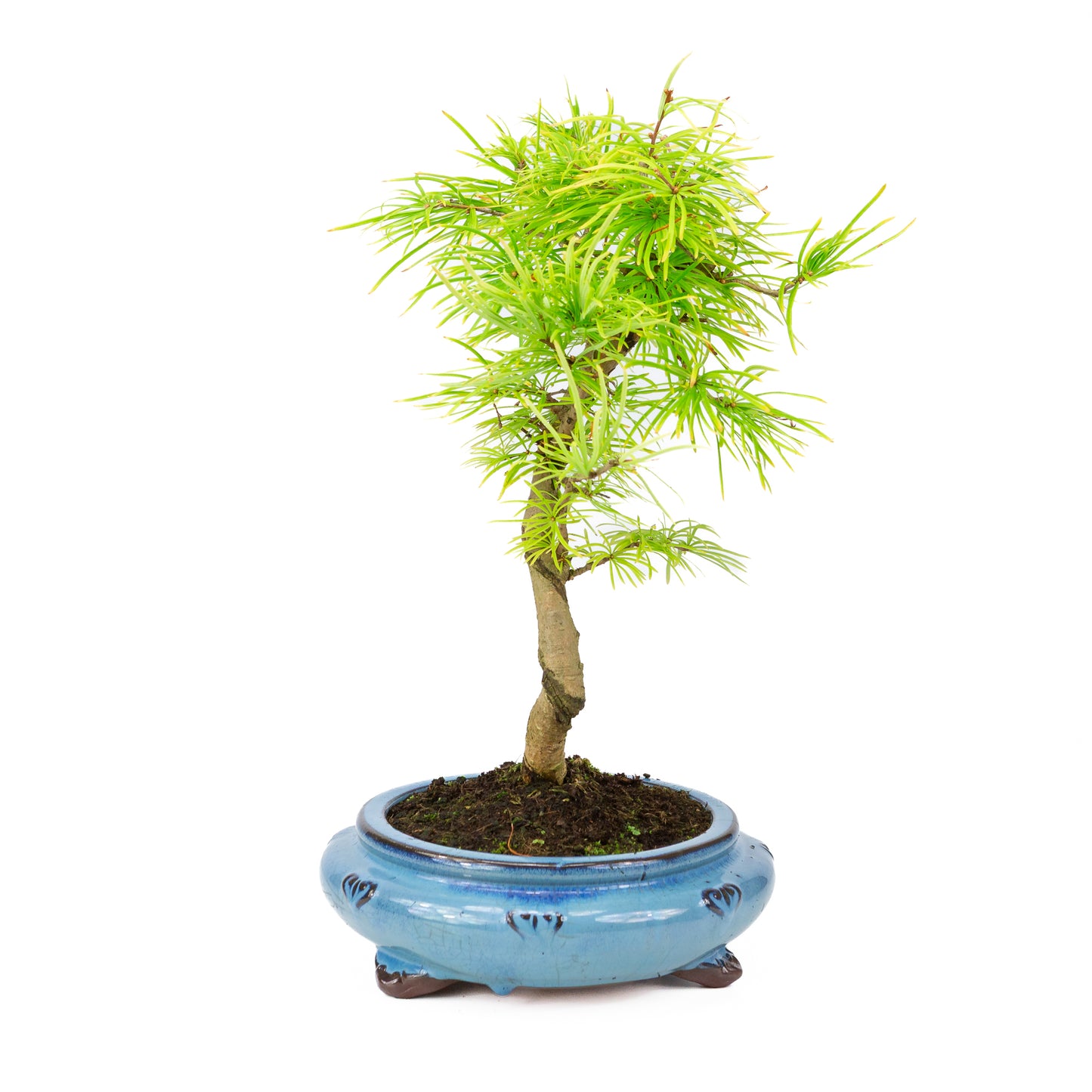 Pseudolarix shape blue round pot 23cm, height ~38cm