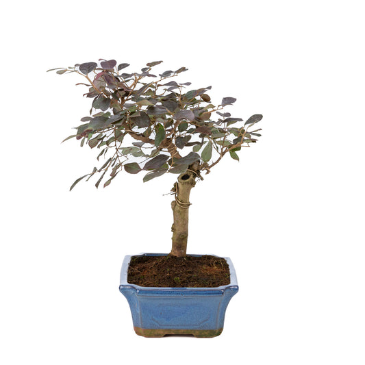 Loropetalum rubra Bonsai in blue pot 24cm, height ~40cm