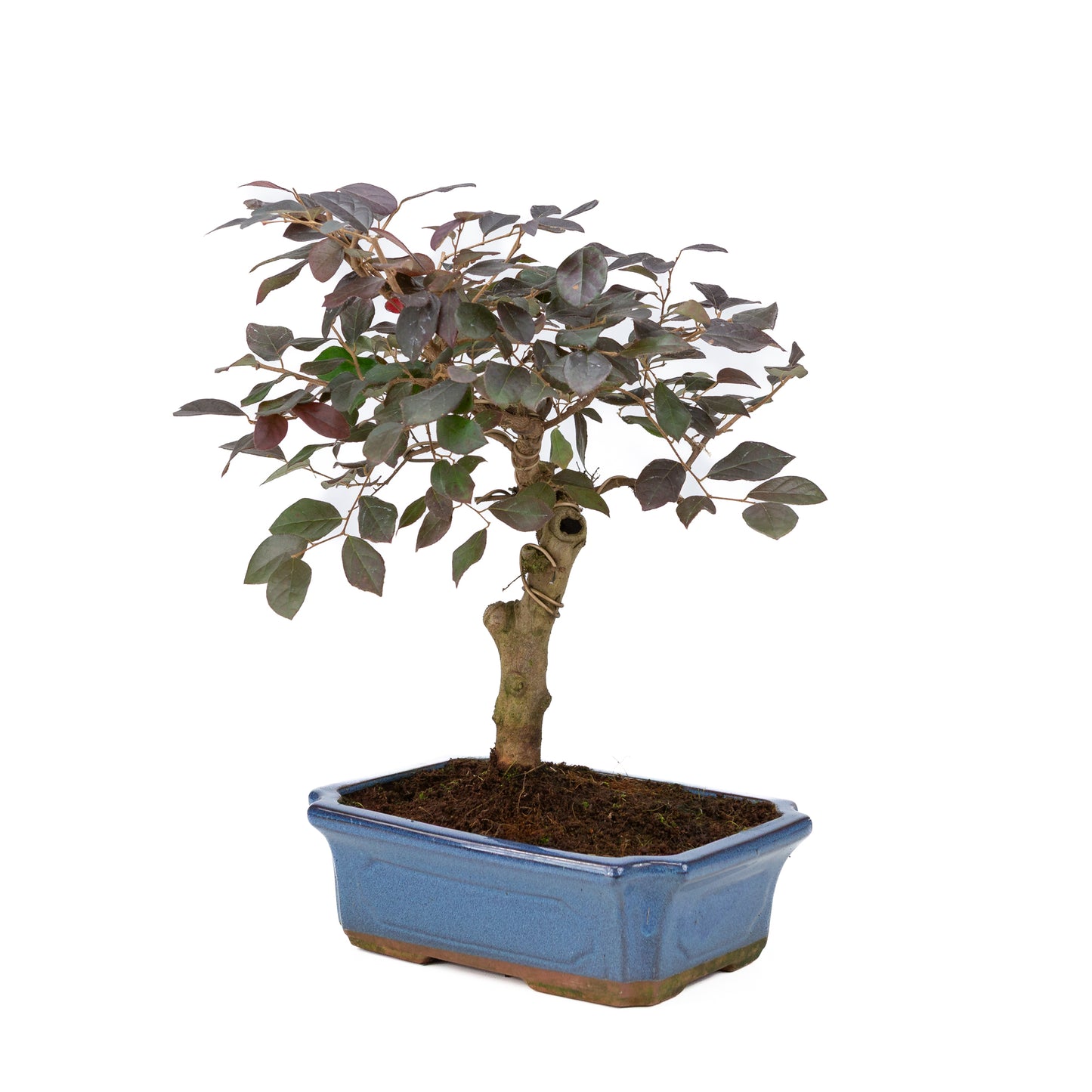 Loropetalum rubra Bonsai in blue pot 24cm, height ~40cm