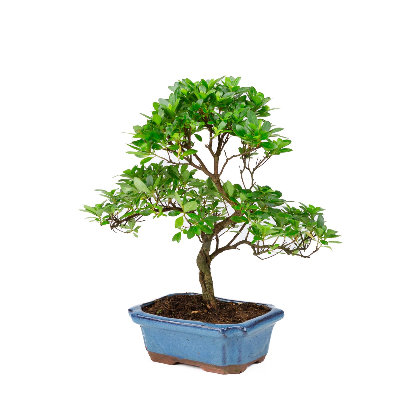 Rhododendron indicum S-shaped blue pot 18cm, height ~36cm