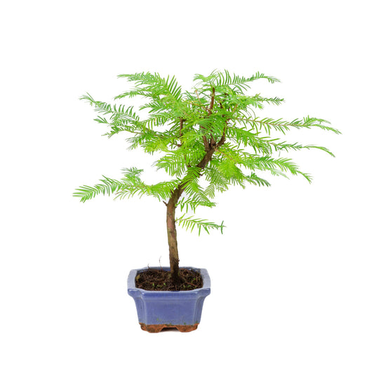 Metasequoia glyptostroboides pot 15cm, height ~35cm
