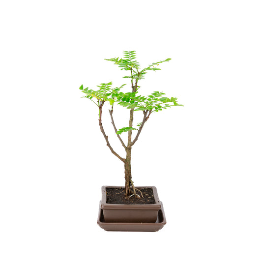 Phyllanthus buxifolius Bonsai in brown pot 15.5cm, height ~33cm