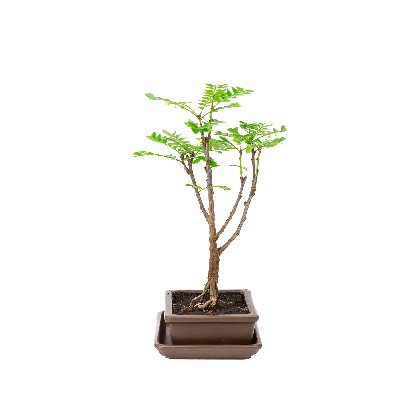 Phyllanthus buxifolius Bonsai in brown pot 15.5cm, height ~33cm