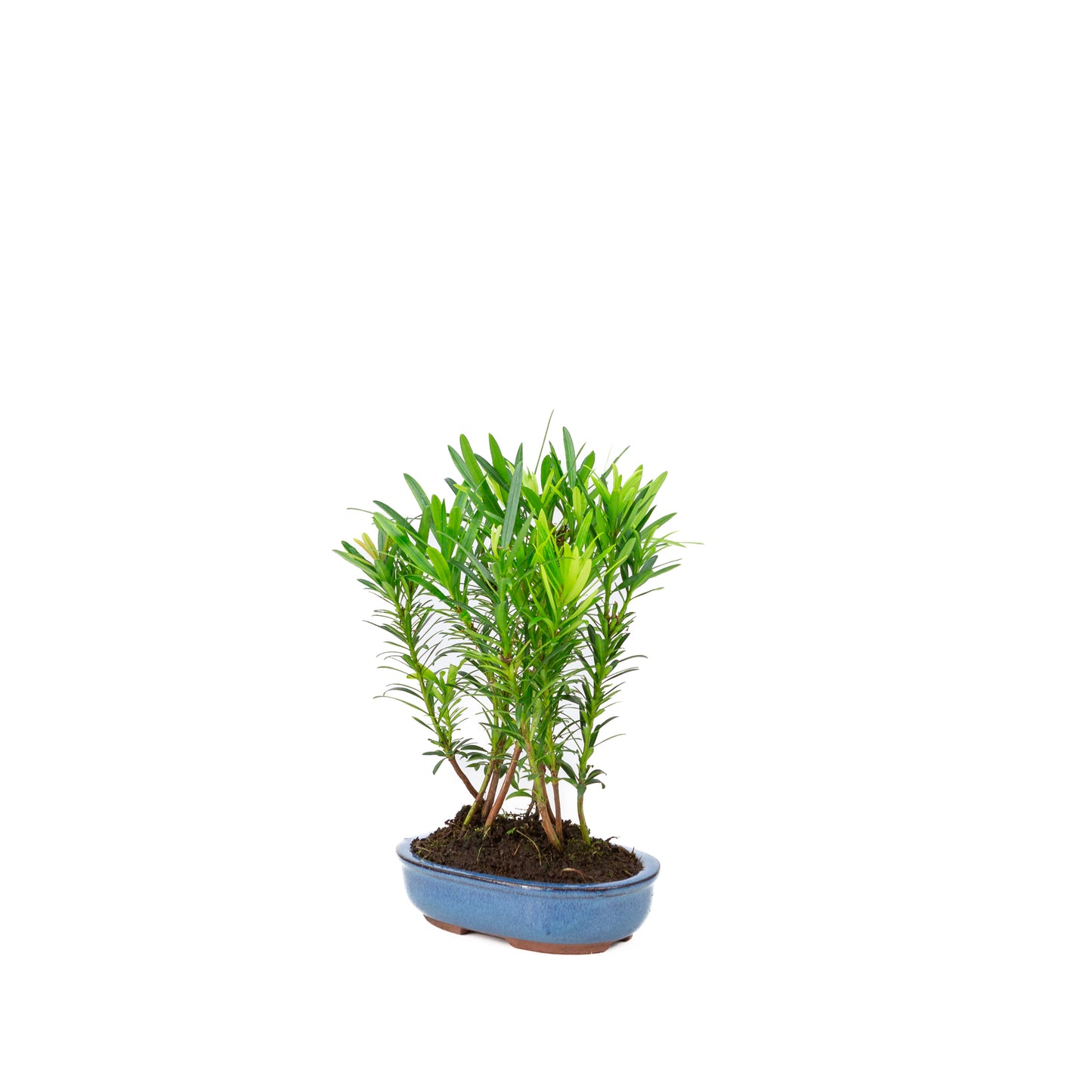 Podocarpus macrophylla group oval pot 15cm, height ~25cm
