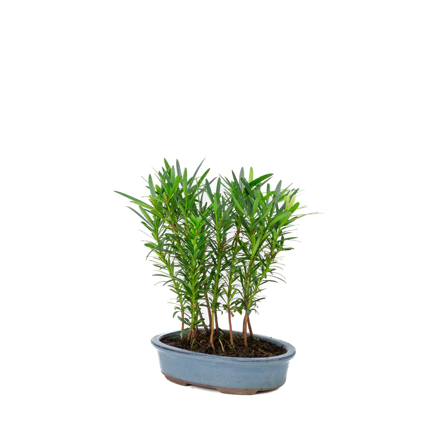 Podocarpus macrophylla group oval pot 20cm, height ~35cm
