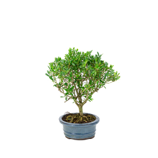 Ilex crenata Bonsai in blue pot 18cm, height ~25cm